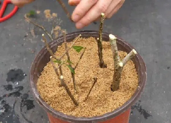 植物扦插|栀子花可以扦插吗