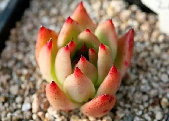 植物播种|多肉植物什么时候播种 合适播种时间