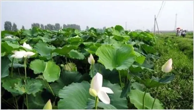 莲藕的生长特性与施肥技巧 | 种植技术