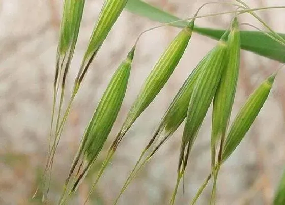 植物百科|燕麦是什么植物 属于什么科植物