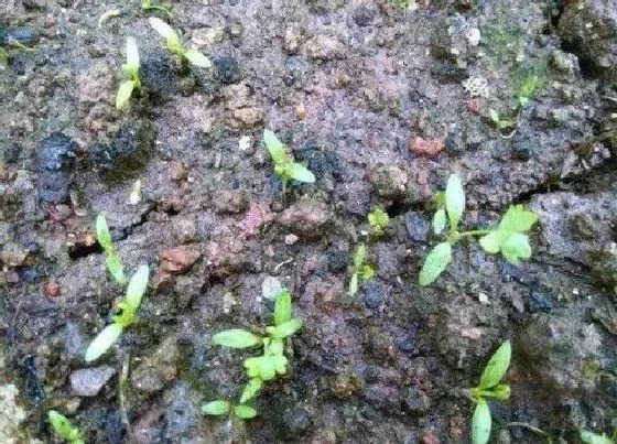 植物育苗|芹菜几天出苗 播种到发芽出苗时间