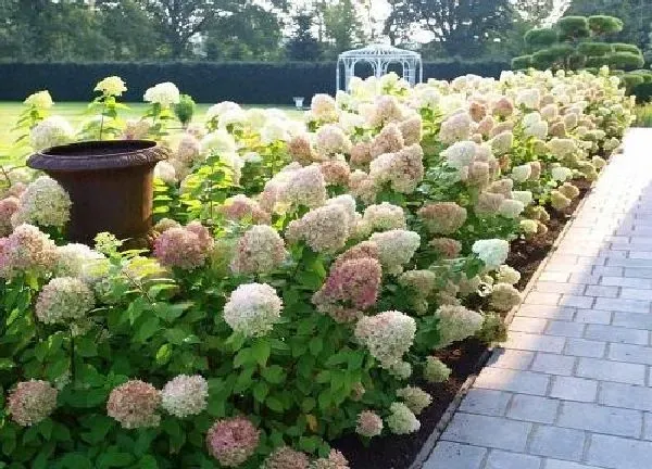 盆景|无尽夏用多大的盆合适