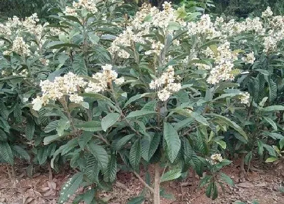 花期|枇杷花期管理方法与要点