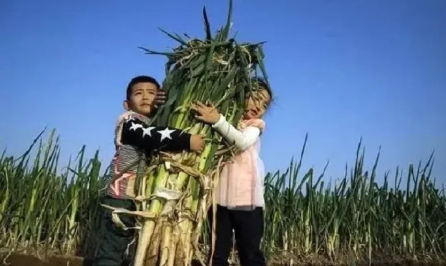 植物产地|中国哪里盛产大葱最著名（山东章丘是出产大葱的主产区）