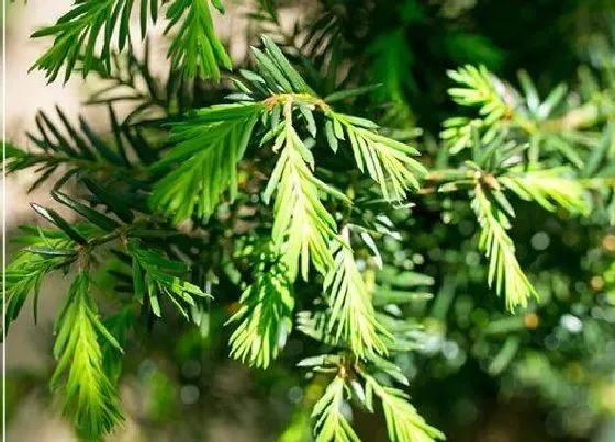 植物育苗|红豆杉僵苗怎么办