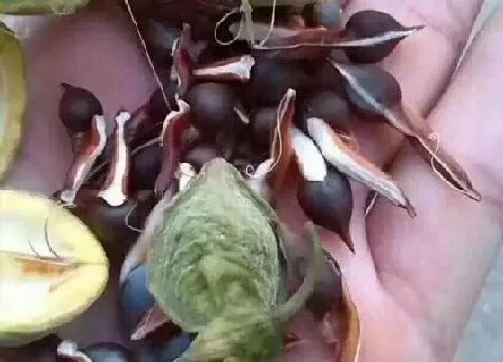 植物播种|沉香种子播种方法