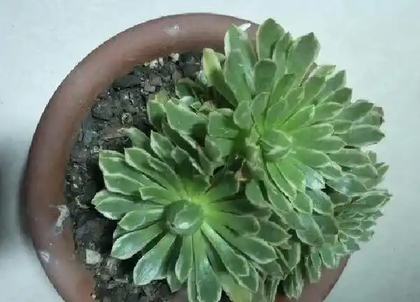 养殖方法|多肉法师怎么养殖方法