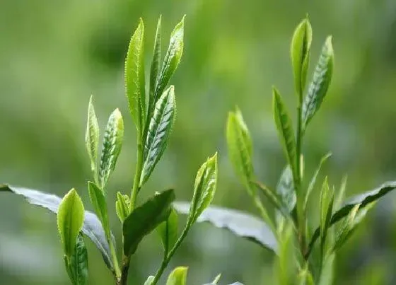 果实成熟|猴魁采摘时间和收获季节