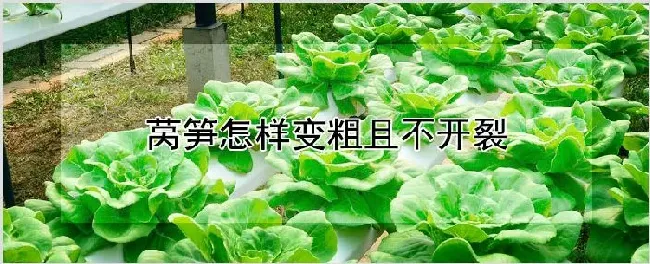 莴笋怎样变粗且不开裂 | 农业技术