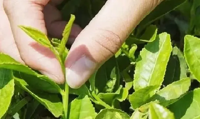 习性特点|台地茶和古树茶的区别照片