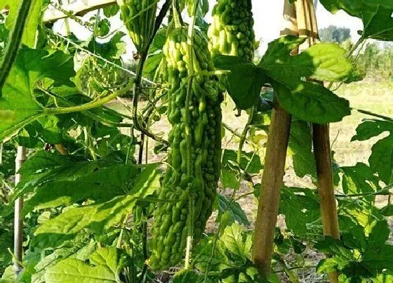 植物施肥|苦瓜施什么肥最好