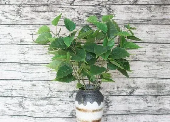 植物种类|菩提树是什么树种 长什么样子