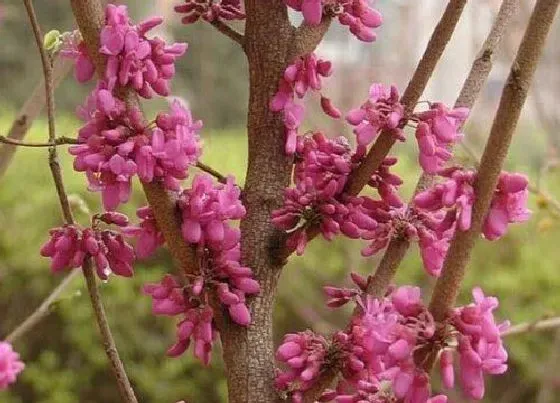 种植位置|紫荆花可以种在院子里吗