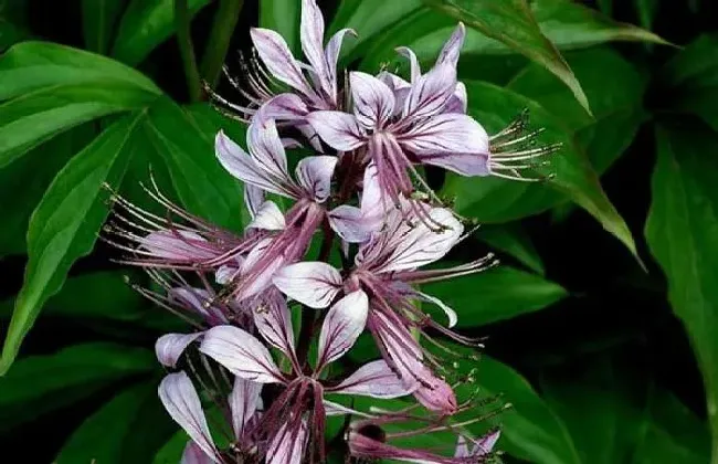 种植管理|白鲜皮种植技术及亩收益，白鲜皮种植成本、亩产及前景）