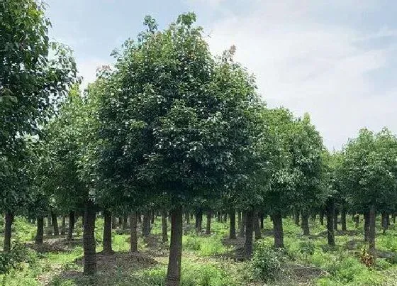 植物种类|什么是乔木什么是灌木 乔木与灌木的区别有哪些