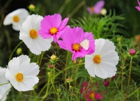 花语|大波斯菊的花语和寓意 代表什么意思（开花图片）