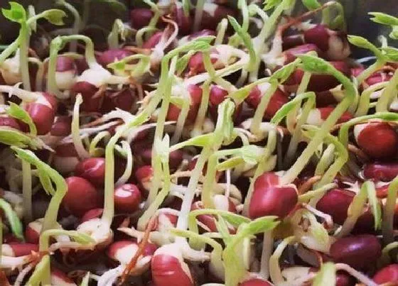 植物播种|赤豆什么时候播种好