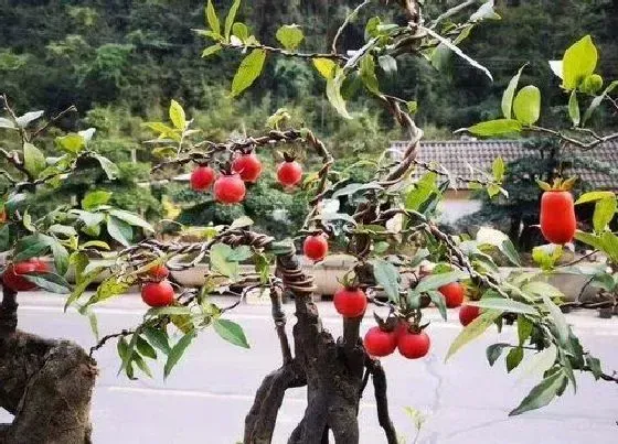 植物排行|名贵的金弹子品种