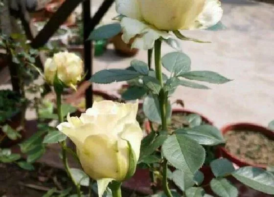 枯萎|玫瑰花突然叶子蔫了怎么办（一盆玫瑰花叶子蔫了怎么挽救）