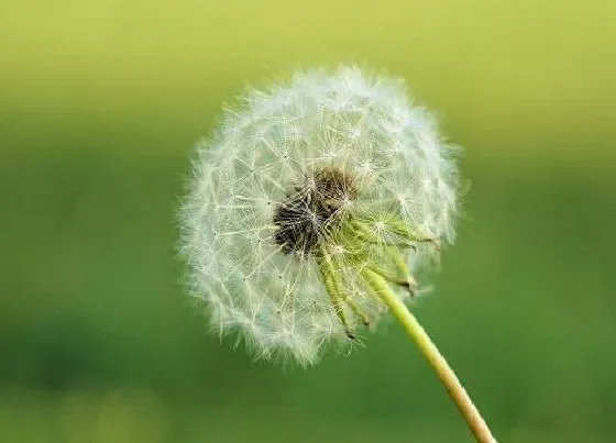 花语|蒲公英的花语是什么