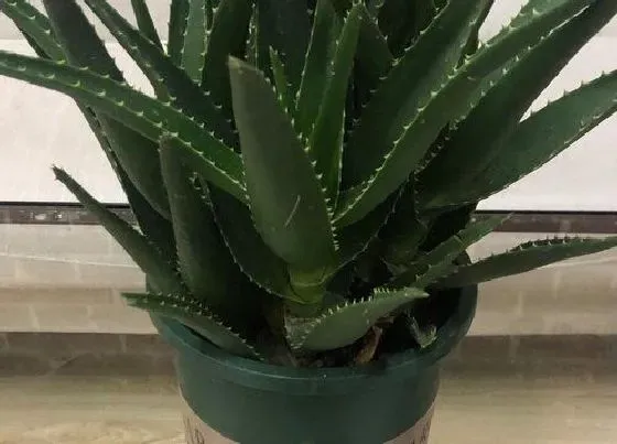 植物种类|室内绿化植物品种大全 常见的室内绿植名称及图片