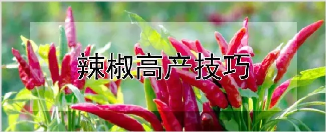辣椒高产技巧 | 种植资料