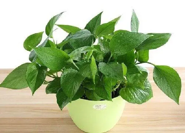 植物移栽|绿萝什么时候换盆合适