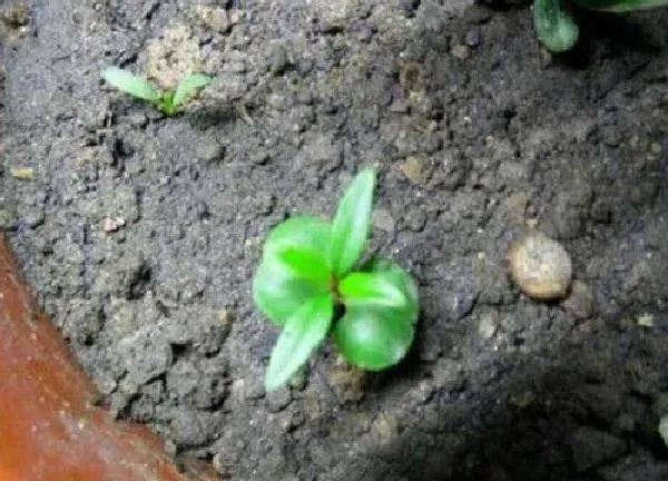 植物发芽|石榴怎么发芽快