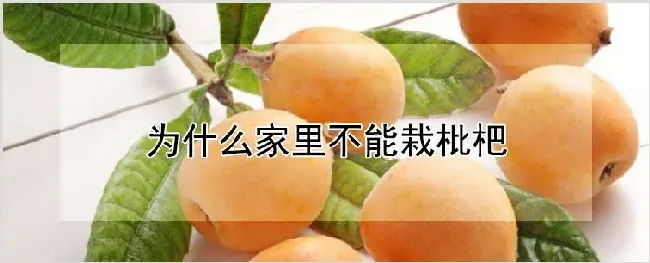 为什么家里不能栽枇杷 | 种植资料