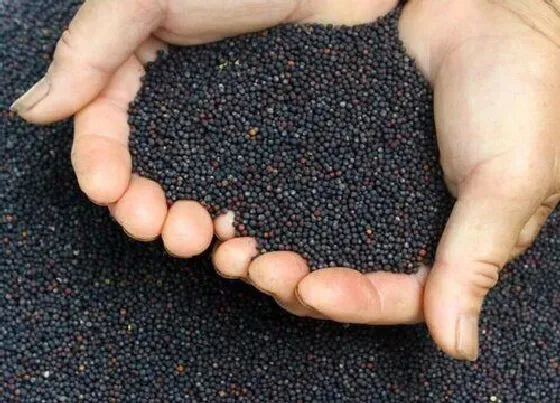 植物播种|农作物种子怎么来的