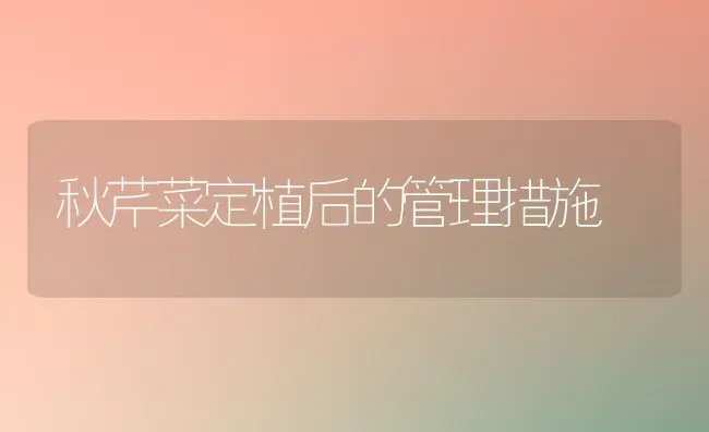 秋芹菜定植后的管理措施 | 蔬菜种植