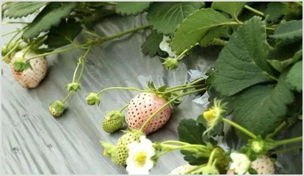 草莓定植做好这几个要点，丰收不是大问题！ | 种植技术