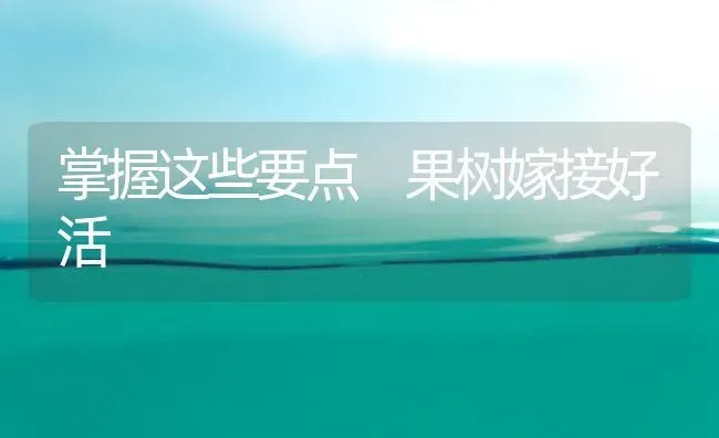 掌握这些要点 果树嫁接好活 | 瓜果种植