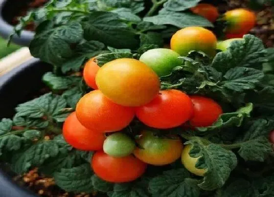 植物产地|西昌产什么水果