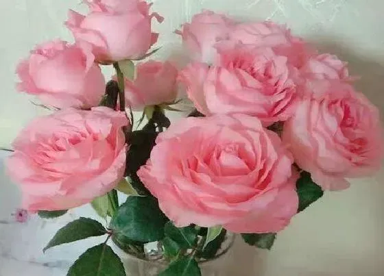 花语|粉玫瑰的花语和寓意