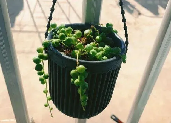 植物虫害|情人泪长虫子怎么办