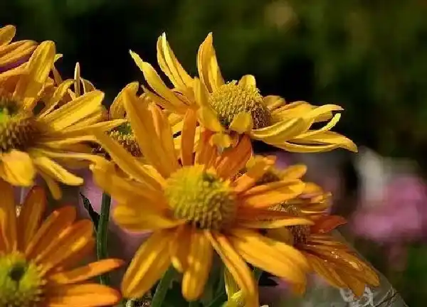 养殖方法|多头菊的养殖方法和注意事项 多头菊怎么养护