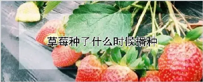 草莓种子什么时候播种 | 耕种资料