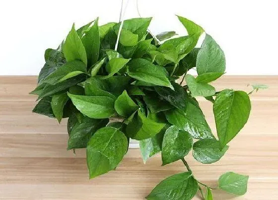 植物种类|室内绿化植物品种大全 常见的室内绿植名称及图片