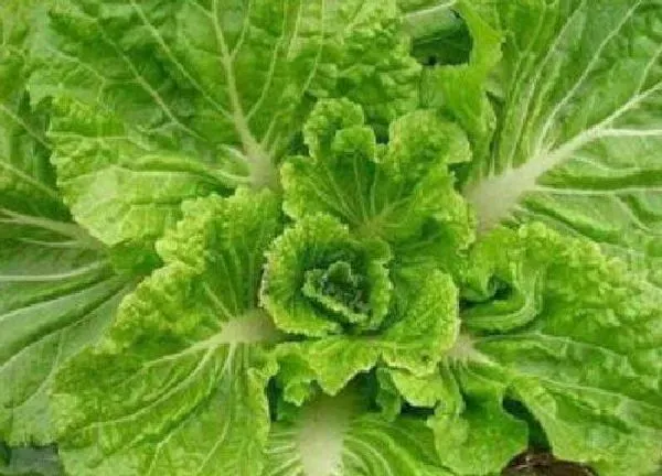 植物浇水|白菜怎么浇水 正确的浇水方法与要点