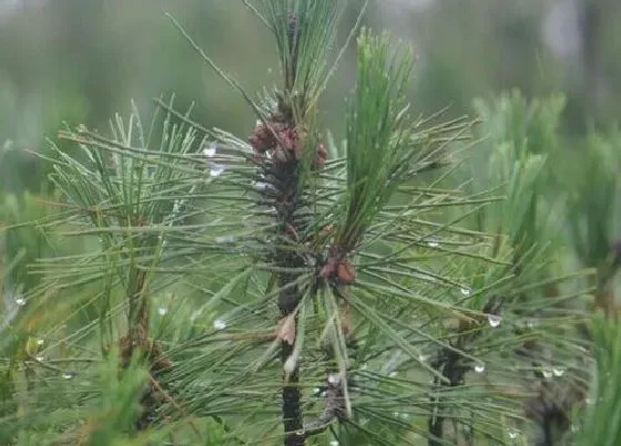 植物种类|什么是乔木什么是灌木 乔木与灌木的区别有哪些