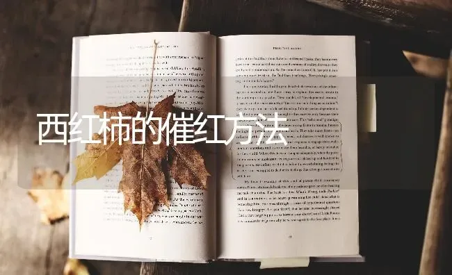 西红柿的催红方法 | 蔬菜种植