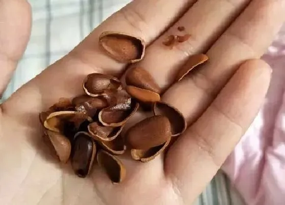 营养价值|松子和什么不能一起吃 吃松子食用禁忌