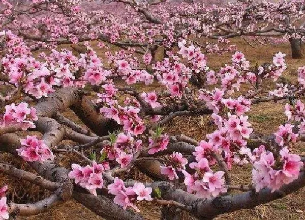 植物移栽|桃树移栽时间和方法 一年桃树苗的最佳移栽时间