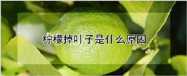 柠檬掉叶子是什么原因 | 耕种资料