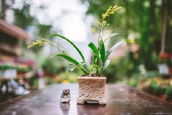 植物修剪|梦香兰开花后怎么修剪