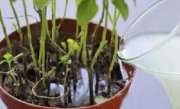 植物浇水|过期的牛奶可以浇花吗 适合浇什么花