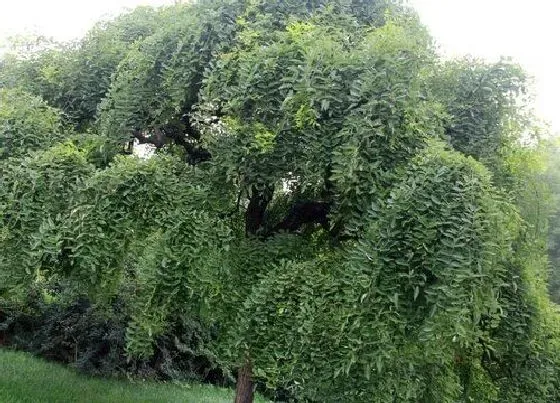 植物百科|唐槐是什么植物 属于什么科植物