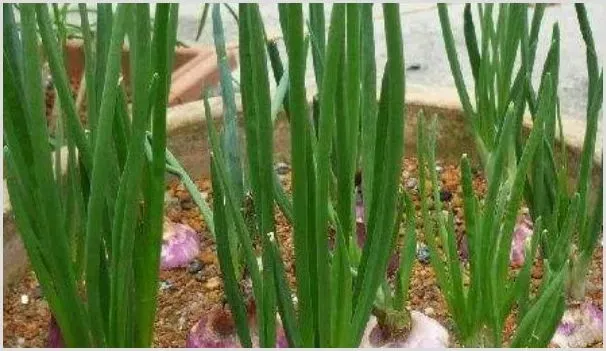 洋葱的家庭种植方法 | 农业技术