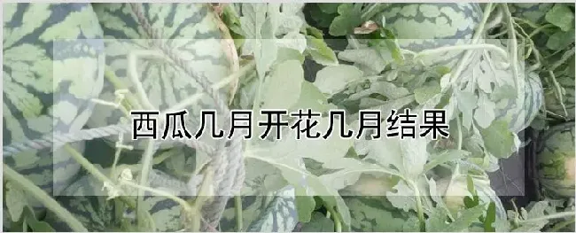 西瓜几月开花几月结果 | 农业技术